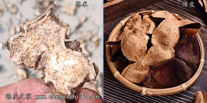 苍术陈皮搭配泡水喝