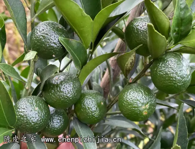小青柑可以拿来做菜吗？可以但不建议
