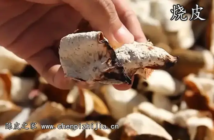 陈皮烧皮现象