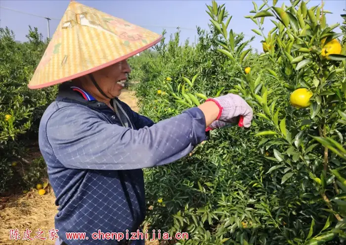 新会陈皮什么时候采摘好？各种陈皮采摘时间分析