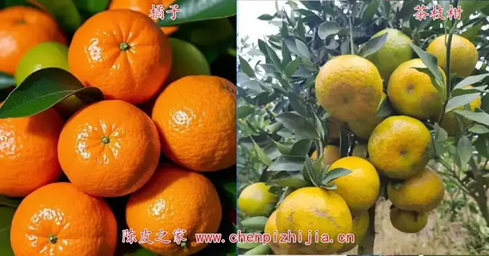 茶枝柑和橘子的4个主要区别，难怪做成陈皮差距那么大