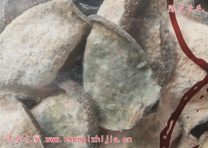 长毛的陈皮还可以用吗