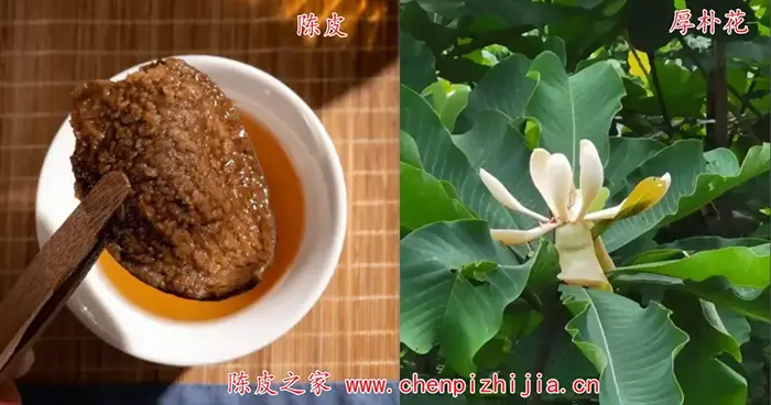 厚朴花和陈皮可以一起吃吗