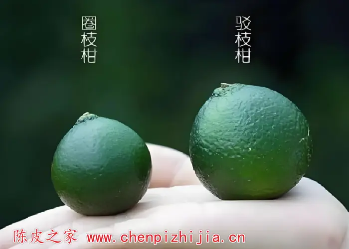 圈枝柑与驳枝柑陈皮药效一样吗