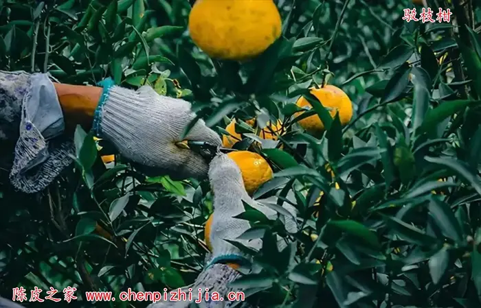 茶枝柑制作陈皮
