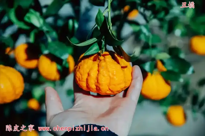 陈皮是什么皮制作的？