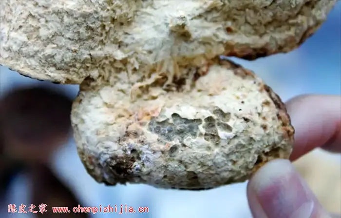 陈皮怎样保存不生虫不发霉