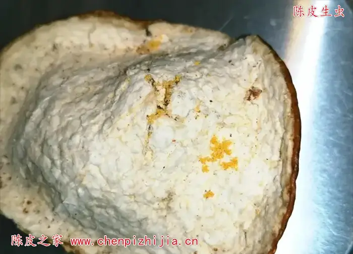新会陈皮长虫子怎么办？如何预防陈皮生虫？