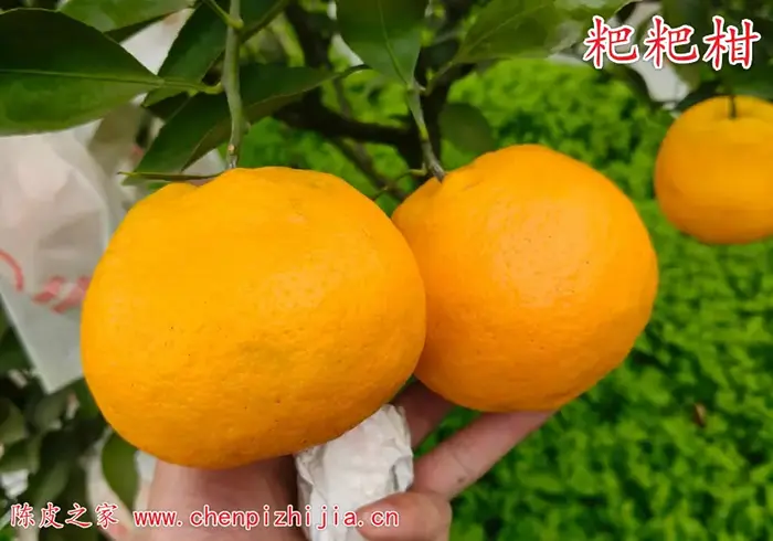 粑粑柑皮和桔子皮哪个做陈皮比较好