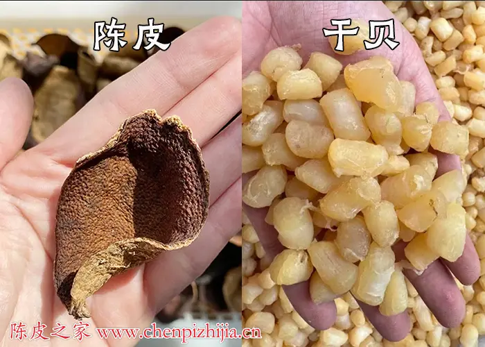 陈皮干贝的功效和作用有哪些