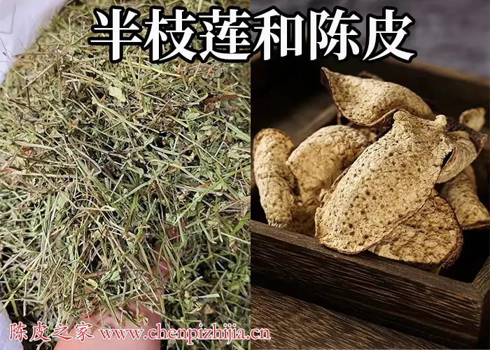 半枝莲和陈皮有什么功效