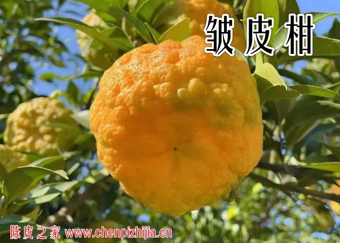 皱皮柑能做陈皮吗?皱皮柑怎样制作陈皮?