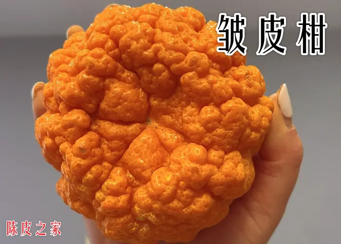 皱皮柑图片